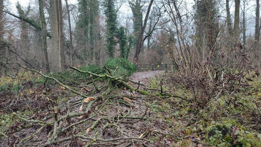 Mangelmeldung: Umgestürzter Baum auf dem Waldweg